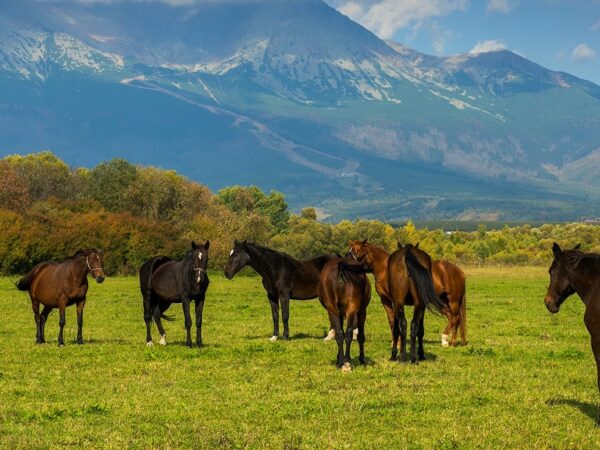 Koniky-v-podhori-Vysoke-Tatry